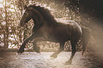 running Friesian Horse
