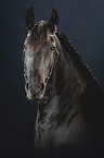 Friesian Horse portrait