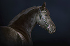 Friesian Horse portrait
