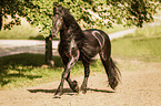 trotting Friesian Horse