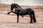 standing Friesian Horse