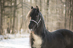 Frisian stallion