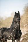 Frisian stallion