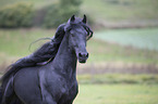 Frisian stallion