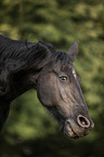 Friesian Horse portrait