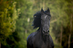 Friesian Horse portrait