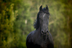 Friesian Horse portrait