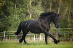 trotting Friesian Horse