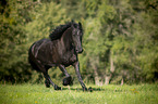 running Friesian Horse