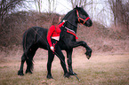 woman with Friesian Horse