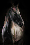Friesian Horse in front of black background