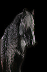 Friesian Horse portrait