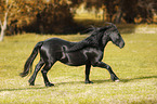 galopping Friesian Horse