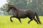trotting Frisian Horse