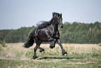 galloping Friesian stallion