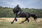 galloping Friesian stallion