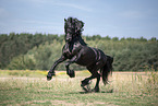 galloping Friesian stallion