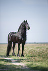 Friesian stallion