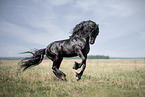 galloping Friesian stallion