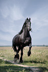 trotting Friesian stallion