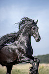 Friesian stallion portrait