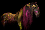 Frisian horse with holi powder