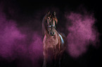 Frisian horse with holi powder