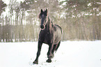 Friesian runs through the snow