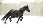 Friesian runs through the snow