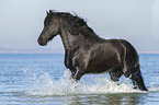 trotting Frisian