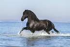 trotting Frisian