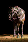 Frisian