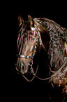Frisian Portrait