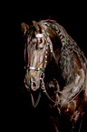 Frisian Portrait