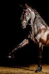 Frisian