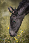 Frisian foal