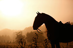 Frisian Portrait