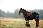Frisian