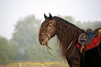 Frisian Portrait
