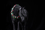Frisian horse portrait