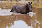 Friesian mare