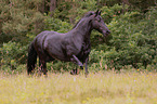Friesian mare