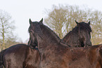 Frisian Horses