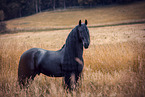 Friesian stallion