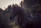 Friesian stallion
