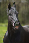 Friesian horse portrait
