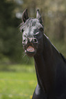 Friesian horse portrait