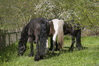 3 horses