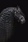 Friesian Horse Portrait