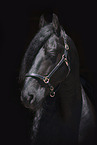 Friesian Horse Portrait